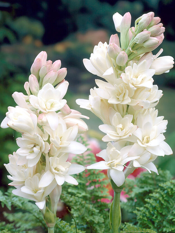 Nardo doble 🌸 - Flor bulbosa grande-ES