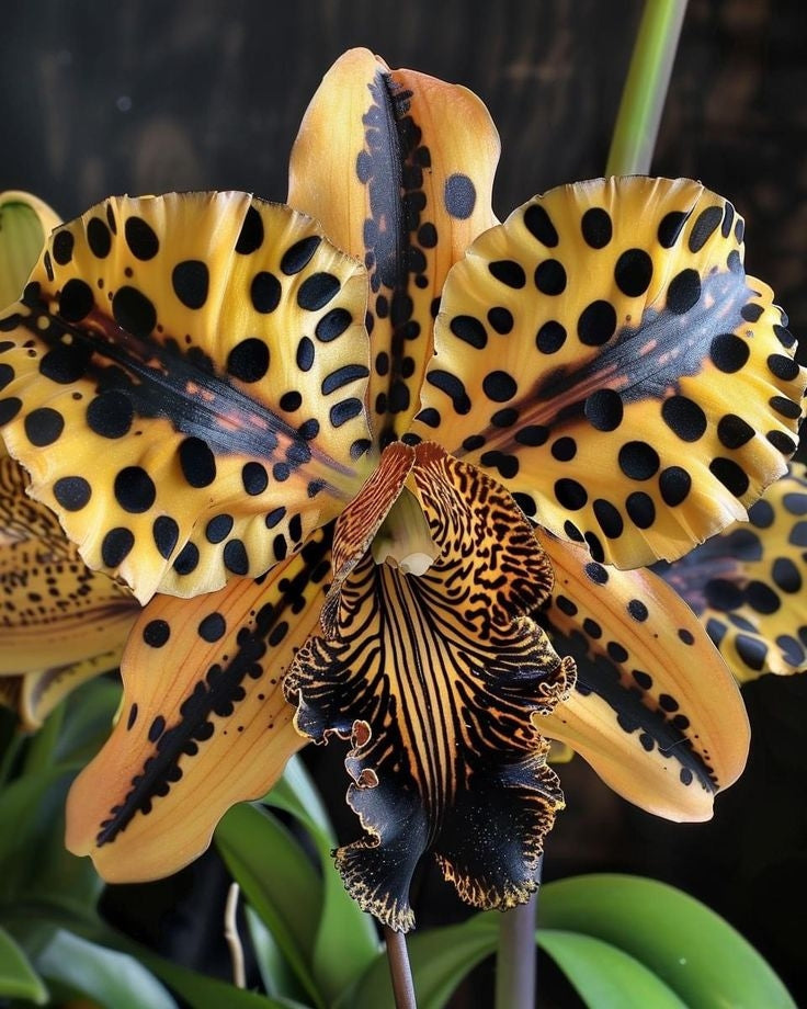 Semena metuljaste perunike-SI