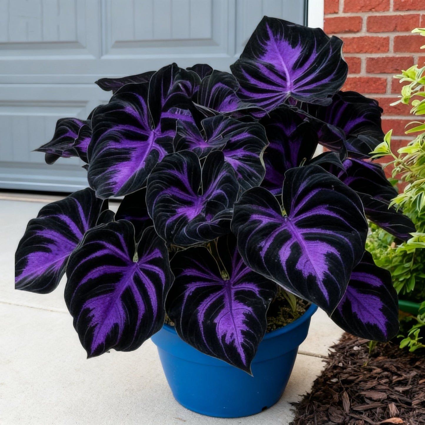 🌈🔥 Hostas de llama arcoíris de edición limitada: follaje multicolor raro, exclusivo de nuestra tienda 🌸-ES