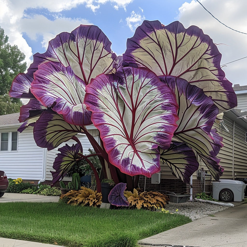 🌿Caladio gigante fascinante🌈-ES