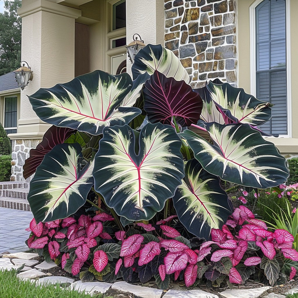 🌿Caladio gigante fascinante🌈-ES