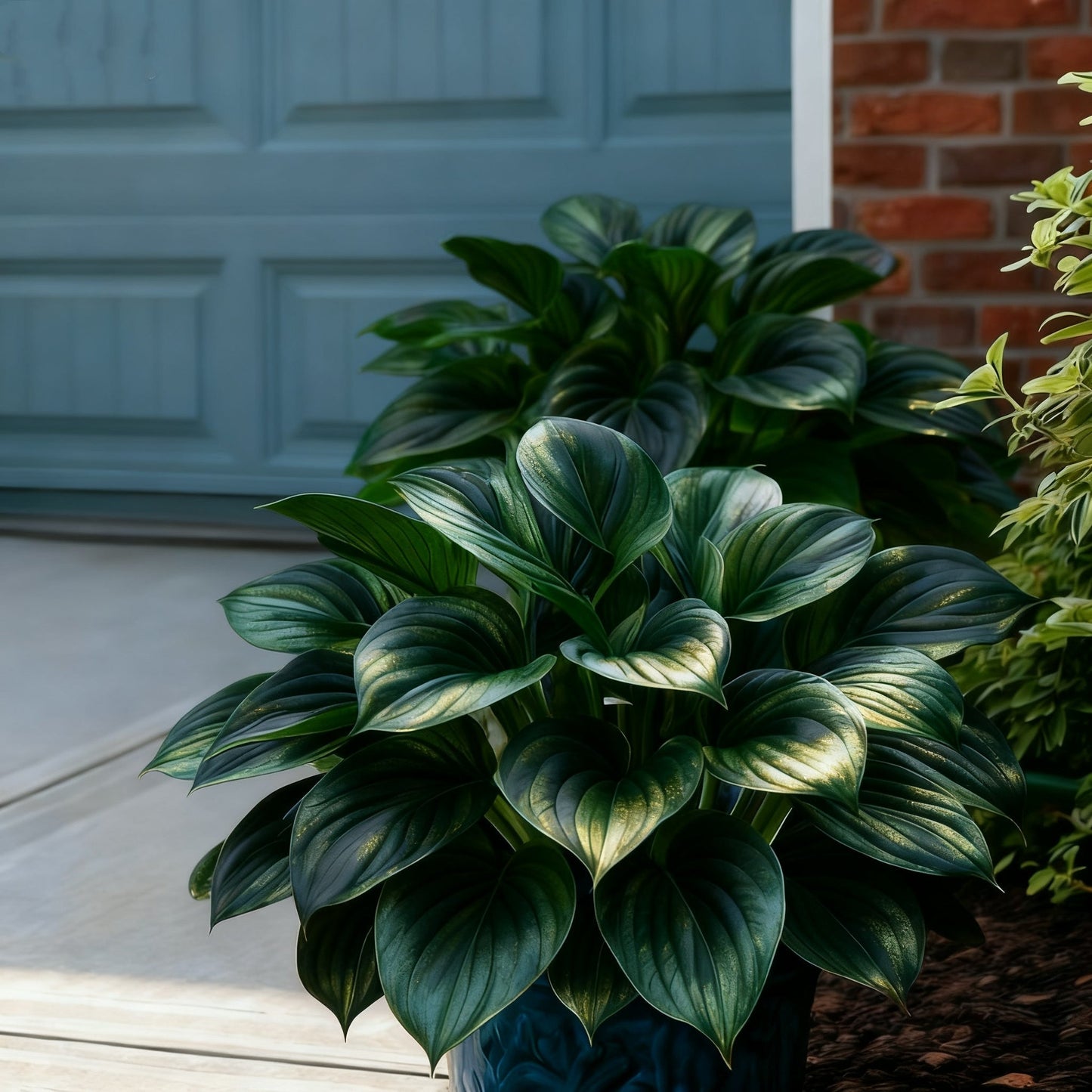 🌈🔥 Hostas de llama arcoíris de edición limitada: follaje multicolor raro, exclusivo de nuestra tienda 🌸-ES