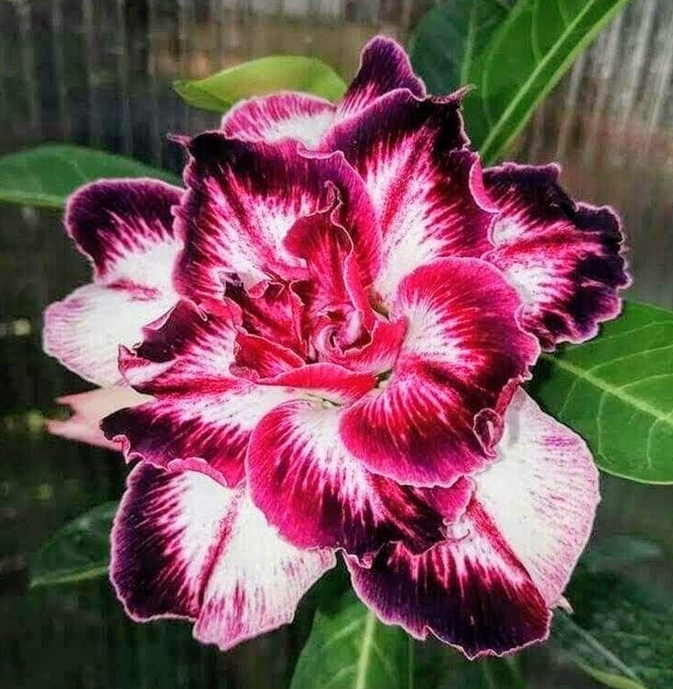 🔥Καλλιεργήστε τη Βασίλισσα της Ερήμου – τώρα σε μειωμένη τιμή!🎁 😍Λατρεύει την άνθιση, έχει μεγάλη περίοδο ανθοφορίας 🌵 Τριαντάφυλλο της Ερήμου-GR