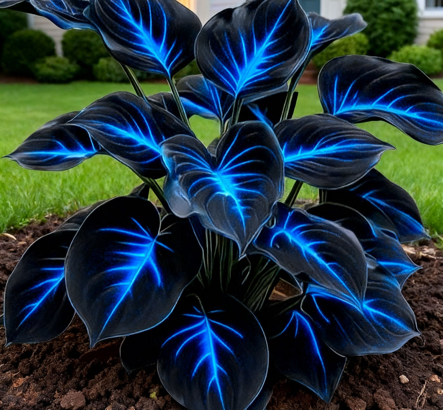 🔥🌌 Magia de jardín que brilla en la oscuridad: semillas de hosta raras con llamas de color azul intenso-ES