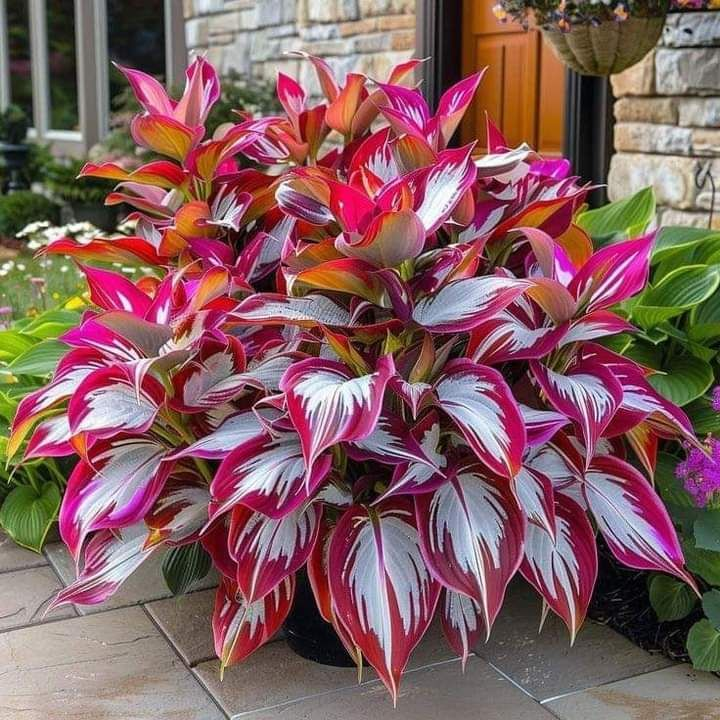 Hardy Beauty: Hosta gėlės, atsparios pavėsiui ir šalčiui-LT