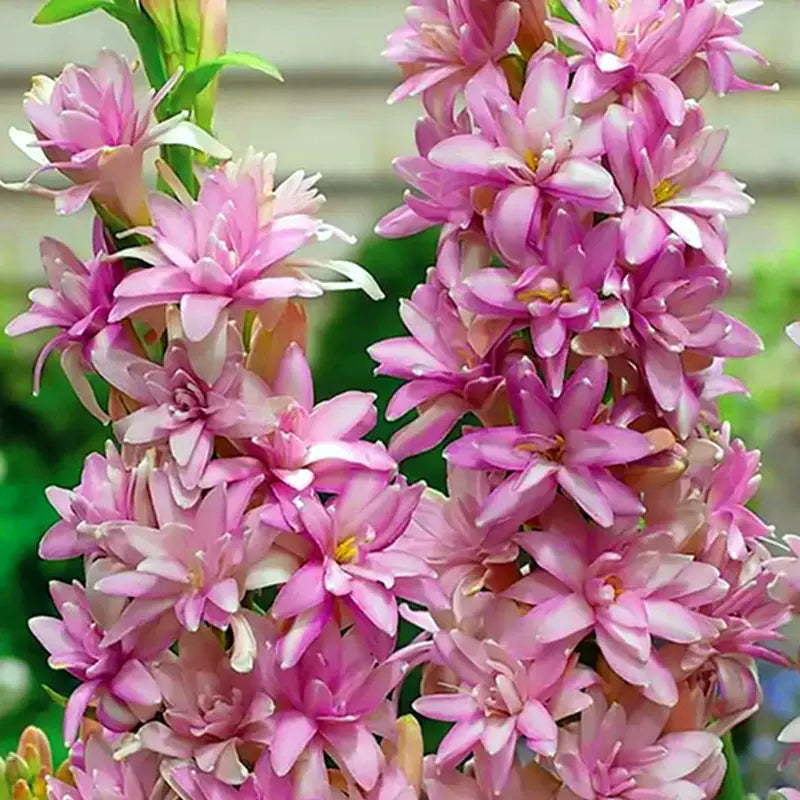 Nardo doble 🌸 - Flor bulbosa grande-ES