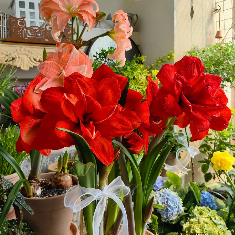 Bulbos de amarilis de flores dobles🌼-ES