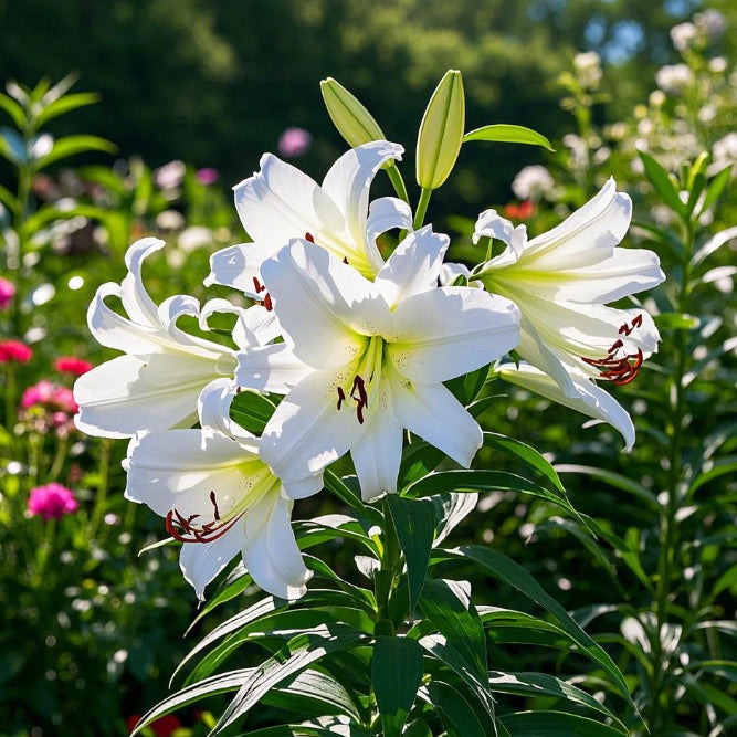 🌺Čebuljice parfumskih lilij – sveže in sladke-SI