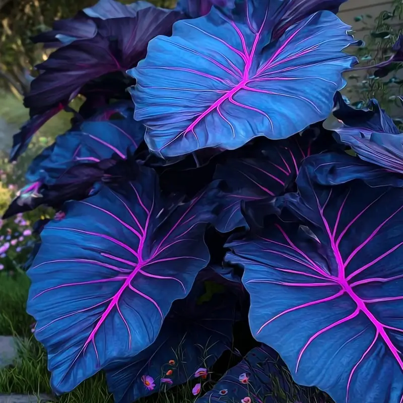 🌿 Redke čebulice hoste🎁 Posebna ponudba 2025-SI