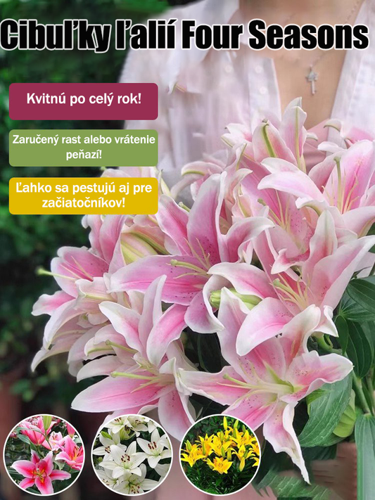 [Voňavejšie ako parfum]Cibuľky ľalií Four Seasons voňajú tisíce kilometrov ďaleko, kvitnú každý rok-SK