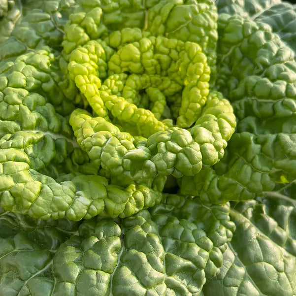 Semillas de Brassica Narinosa (WuTat Choy)-ES