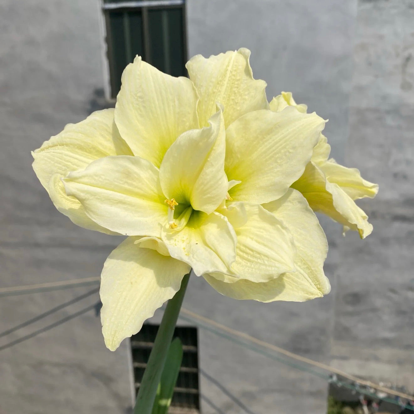 Bulbos de amarilis de flores dobles🌼-ES