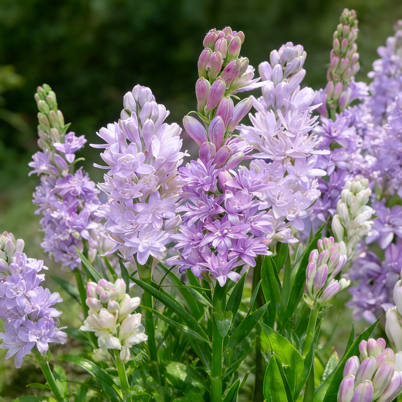 Bulbos de nardo de doble aroma – Moon Garden Flower-ES