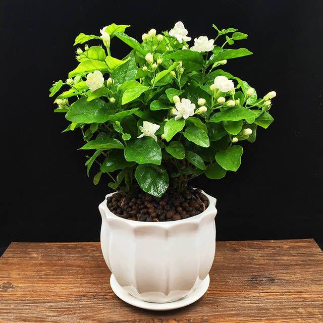 ZADNJI DAN PROMOCIJA 35 % POPUSTA 🌸 Lončnica jasmina (🌱Zagotovljeno preživetje: Brezplačna zamenjava🌿)-SI