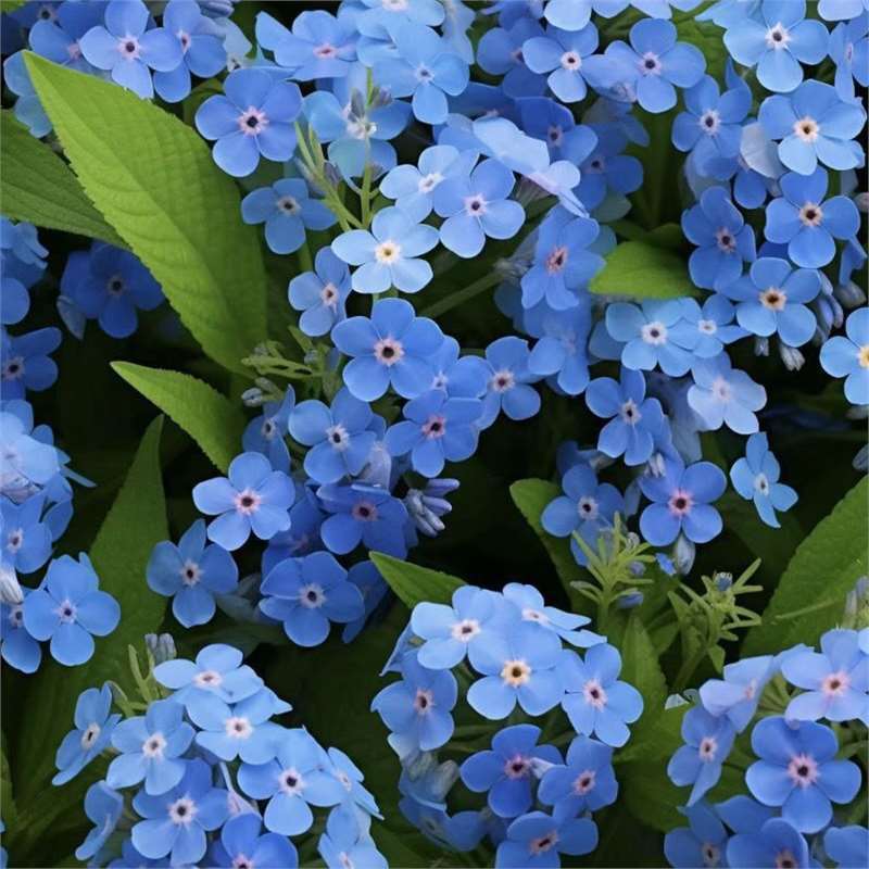 „Blue Memory Forget-Me-Not“ sėklos – patikrintos kokybės sodo žiedai 🌿💙-LT