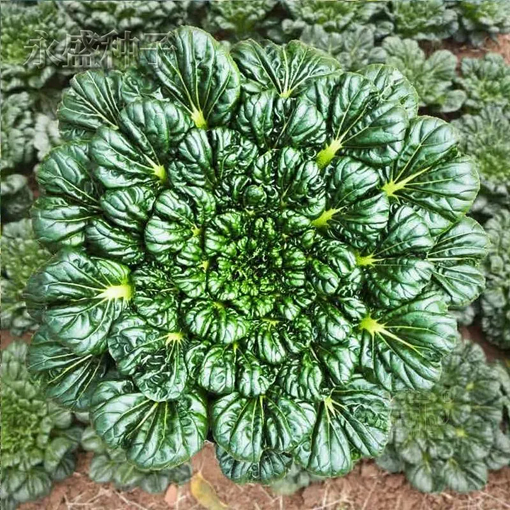 Semillas de Brassica Narinosa (WuTat Choy)-ES
