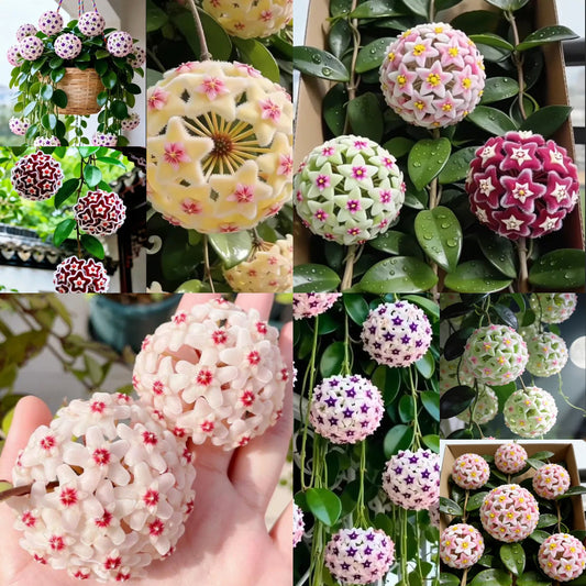 ✨Bombillas Hoya – Estrellas cayendo del cielo✨-ES