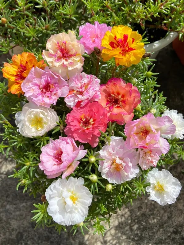 🌸Samaninių rožių sėklos – 🌿Daugiamečių gėlių sėklos / Dideli žiedai / Lengvai auginamos-LT