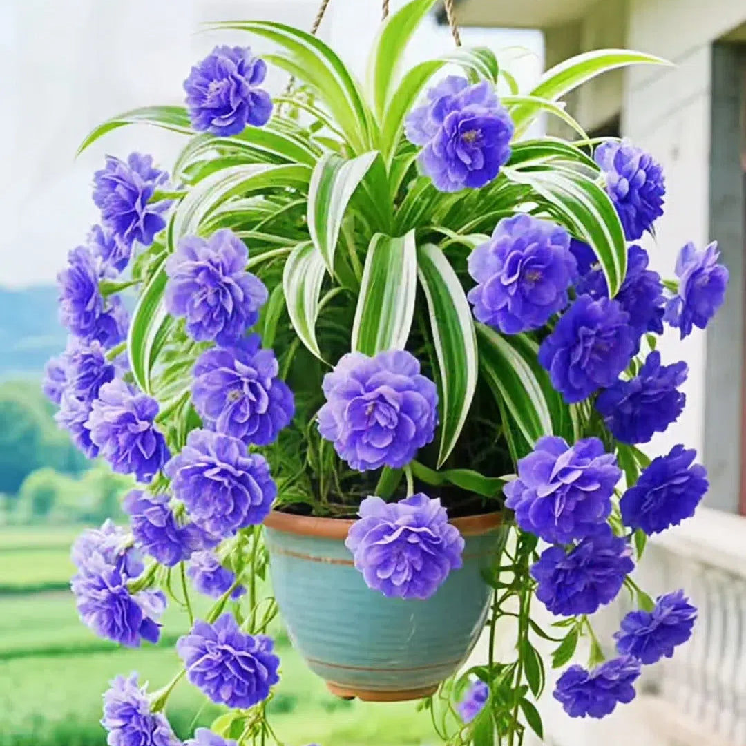 Σπόροι/Βολβοί Φυτού Αράχνης Grand Bloom 💐 Το Κρεμαστό Αριστούργημα Χρώματος & Χάρης της Φύσης-GR