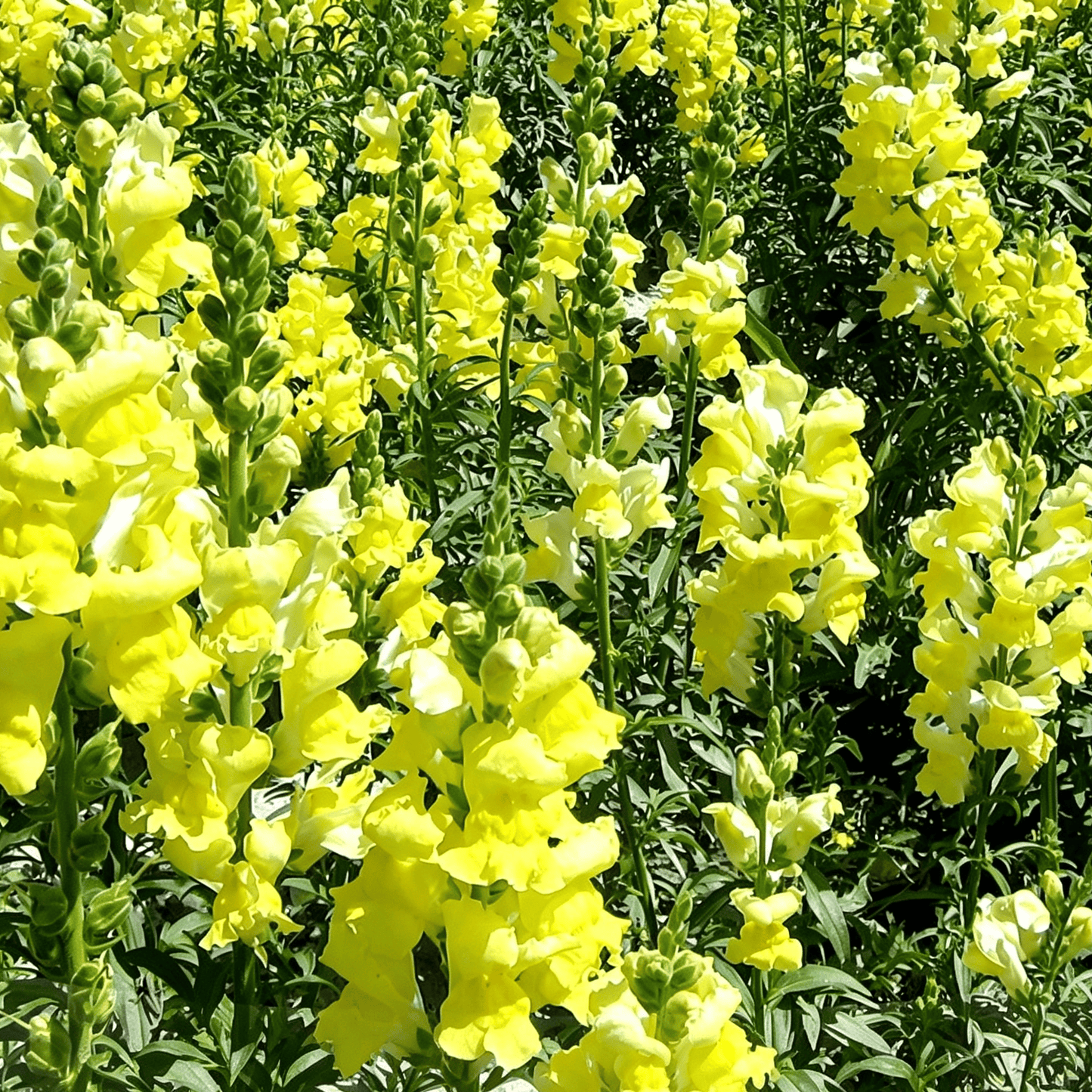 Sjemenke Royal Garden Snapdragon – izbor vrtlara za visoke, šarene cvjetove rezanog cvijeća 🌸-HR