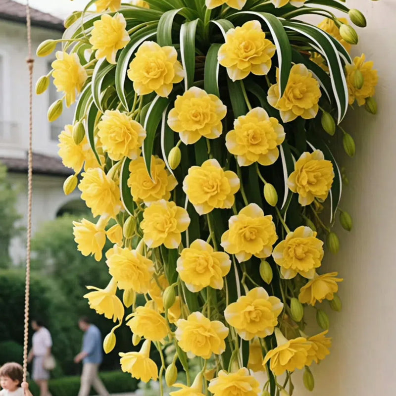 Σπόροι/Βολβοί Φυτού Αράχνης Grand Bloom 💐 Το Κρεμαστό Αριστούργημα Χρώματος & Χάρης της Φύσης-GR