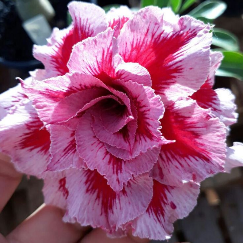 🎁Čebulice puščavskih vrtnic🌵Zelo enostavne za nego! 🌸Čebulice Adenium Obesum-SI
