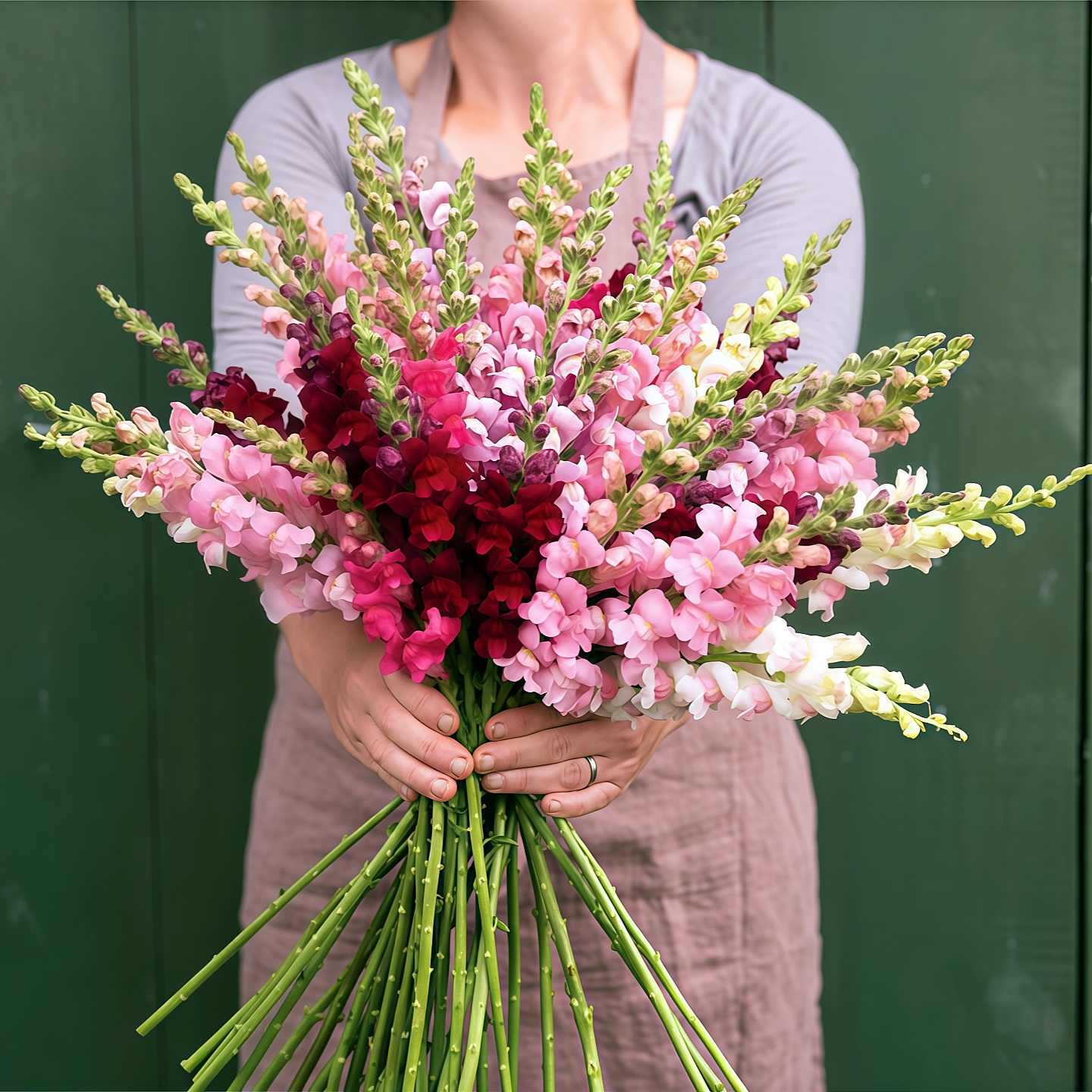 Sjemenke Royal Garden Snapdragon – izbor vrtlara za visoke, šarene cvjetove rezanog cvijeća 🌸-HR