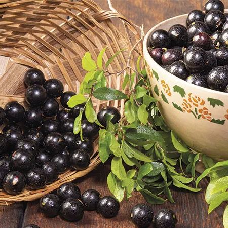 Semillas de uva jabuticaba-ES