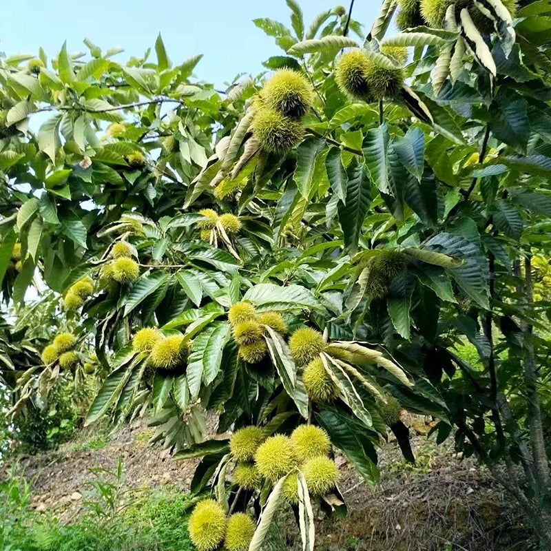 Σπόροι ιπποκαστανιάς νάνου – γλυκοί και αρωματικοί ξηροί καρποί-GR