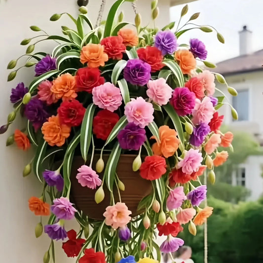 Semena/čebulice rastline pajek Grand Bloom 💐 Naravna viseča mojstrovina barv in gracioznosti-SI