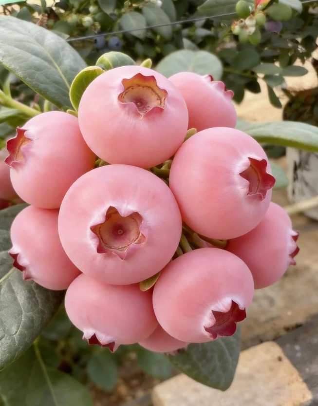 Semienka čučoriedok Pink Bliss – Dvojitá sladkosť-SK