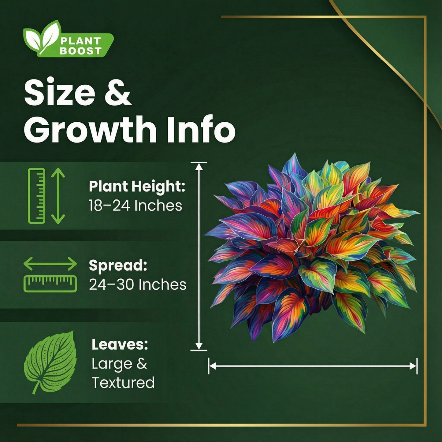 Σπόροι φιλοξενίας Royal Leaf-GR