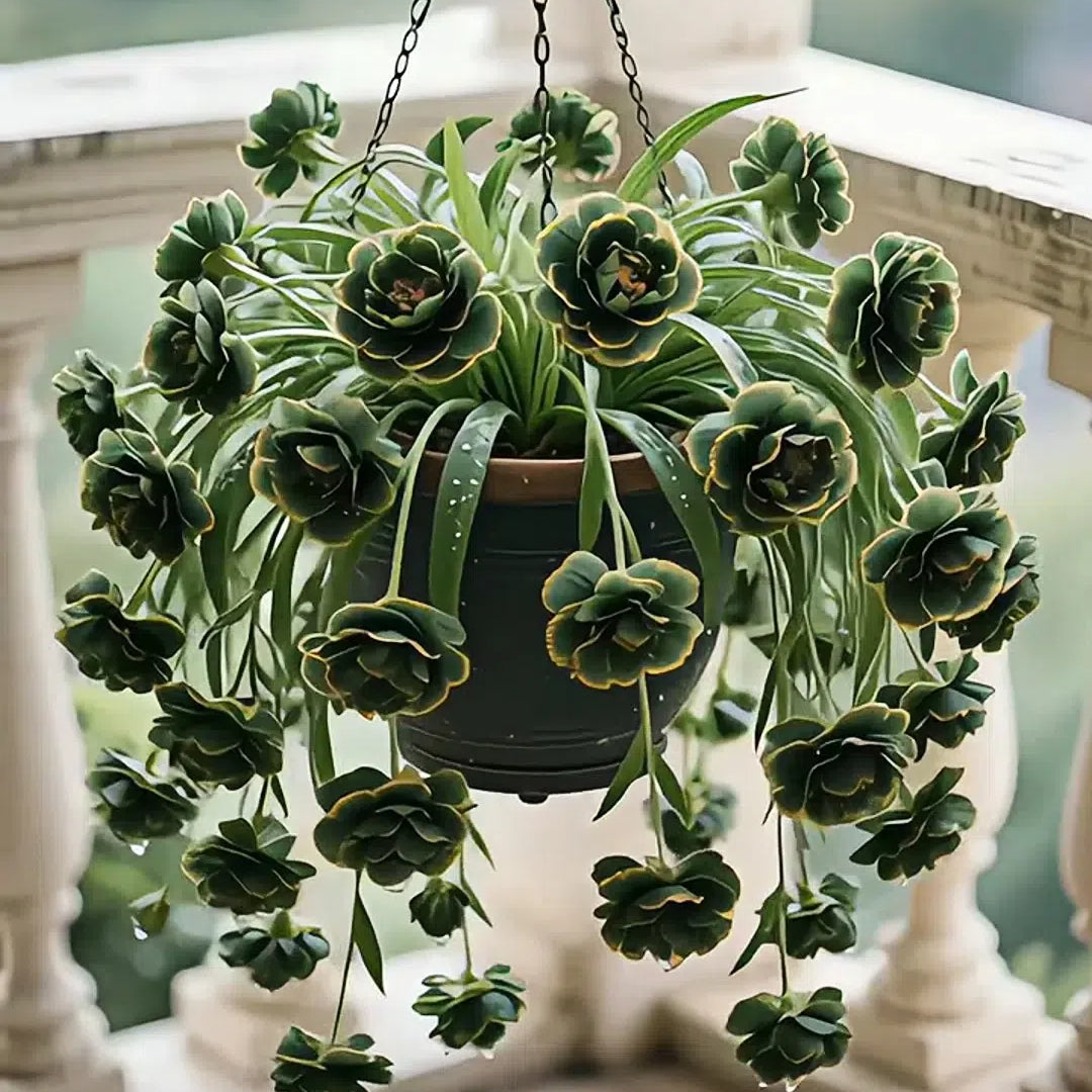 Σπόροι/Βολβοί Φυτού Αράχνης Grand Bloom 💐 Το Κρεμαστό Αριστούργημα Χρώματος & Χάρης της Φύσης-GR