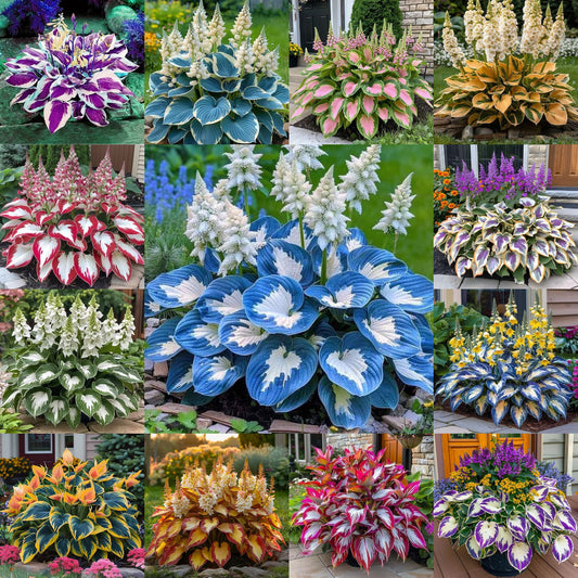 Hardy Beauty: Hosta cveti, odporni na senco in mraz-SI