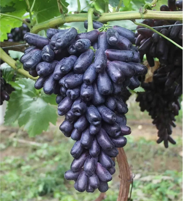 🔥 POSLEDNÝ DEŇ AKCIA 30% ZĽAVA 💜 Sladké zafírové hrozno (vzácne odrody hrozna) 🍇-SK