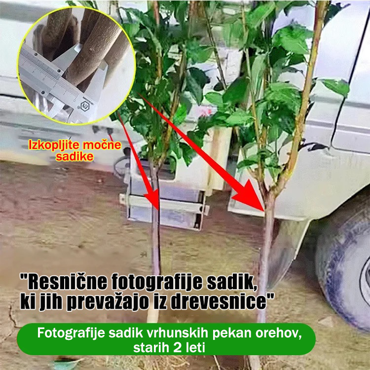 Sadike pekan orehov, uvožene iz Amerike-SI