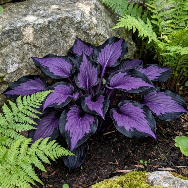 💥Oferta especial 2025 🌌Semillas de Hosta Midnight Purple Heart, una planta perenne que ama la sombra para el jardín-ES