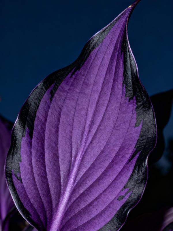 💥Oferta especial 2025 🌌Semillas de Hosta Midnight Purple Heart, una planta perenne que ama la sombra para el jardín-ES