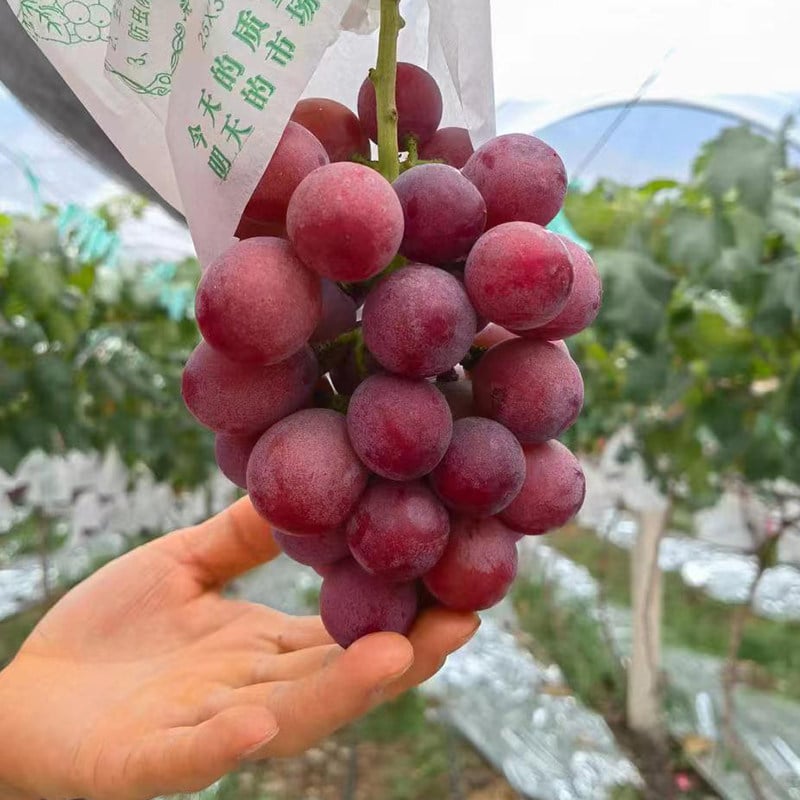 Ograničena nova sorta – sjemenke grožđa Queen Nina za slatke, sočne vrtne berbe 🍇-HR