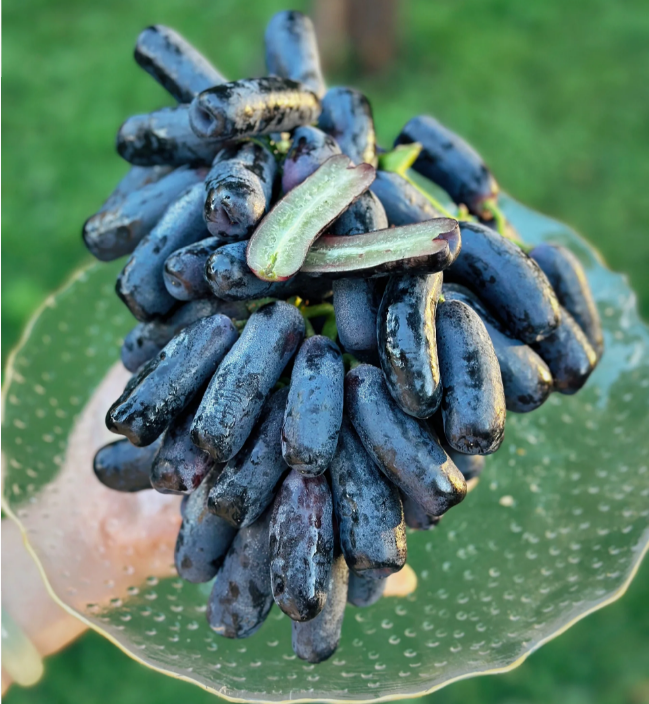 🔥 POSLEDNÝ DEŇ AKCIA 30% ZĽAVA 💜 Sladké zafírové hrozno (vzácne odrody hrozna) 🍇-SK