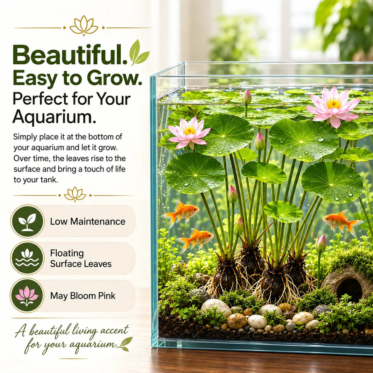 🐟Hüdropoonilised punase lootose juured🌿 Muutke oma akvaarium elavaks aiaks-EE