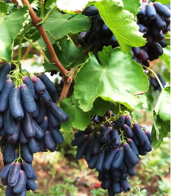 🔥 POSLEDNÝ DEŇ AKCIA 30% ZĽAVA 💜 Sladké zafírové hrozno (vzácne odrody hrozna) 🍇-SK