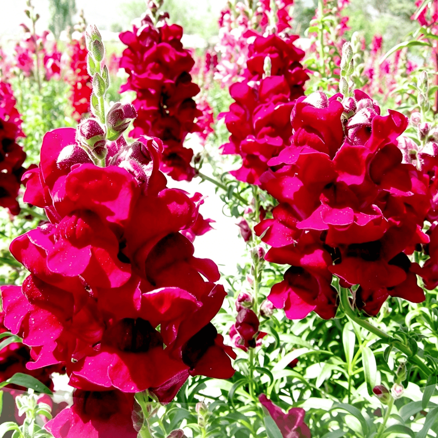 Sjemenke Royal Garden Snapdragon – izbor vrtlara za visoke, šarene cvjetove rezanog cvijeća 🌸-HR