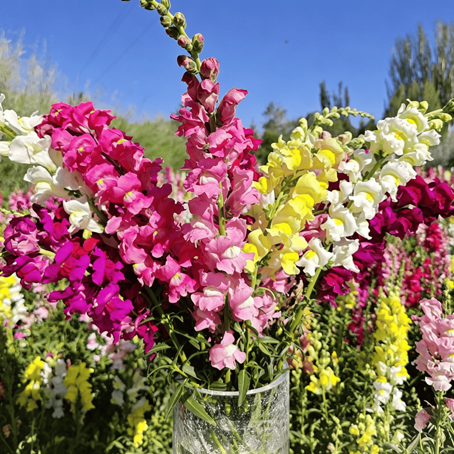Sjemenke Royal Garden Snapdragon – izbor vrtlara za visoke, šarene cvjetove rezanog cvijeća 🌸-HR