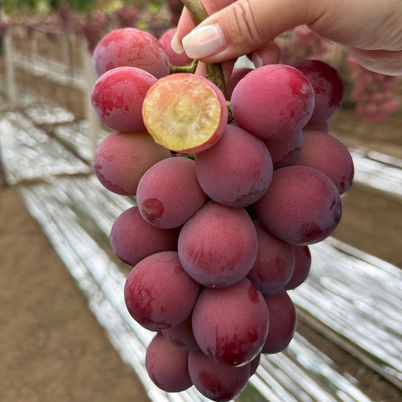 Ograničena nova sorta – sjemenke grožđa Queen Nina za slatke, sočne vrtne berbe 🍇-HR