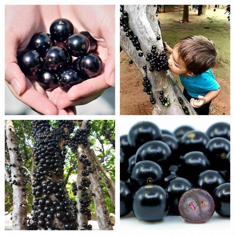 Semillas de uva jabuticaba-ES