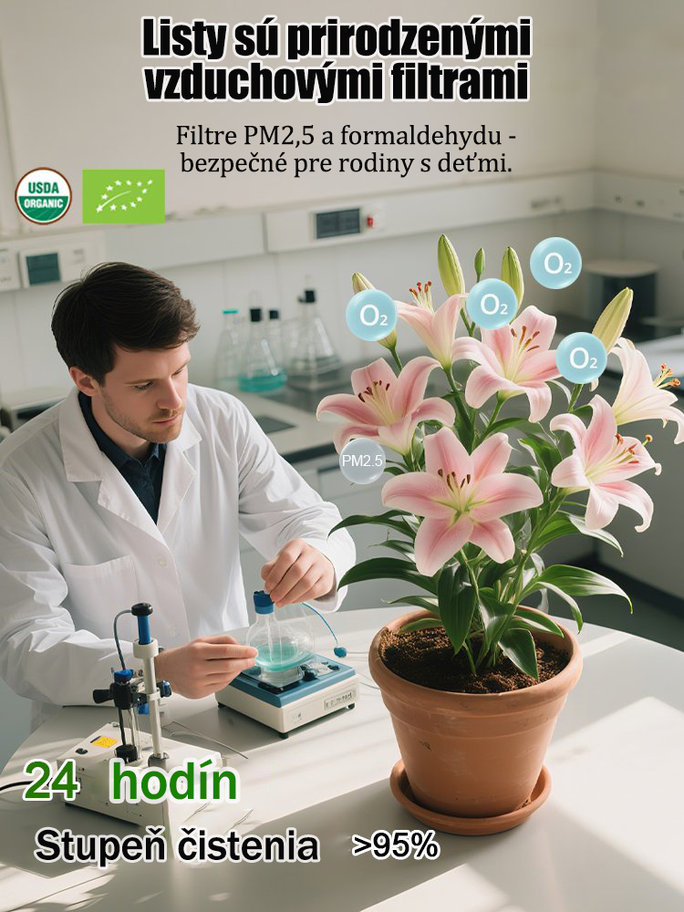 [Voňavejšie ako parfum]Cibuľky ľalií Four Seasons voňajú tisíce kilometrov ďaleko, kvitnú každý rok-SK