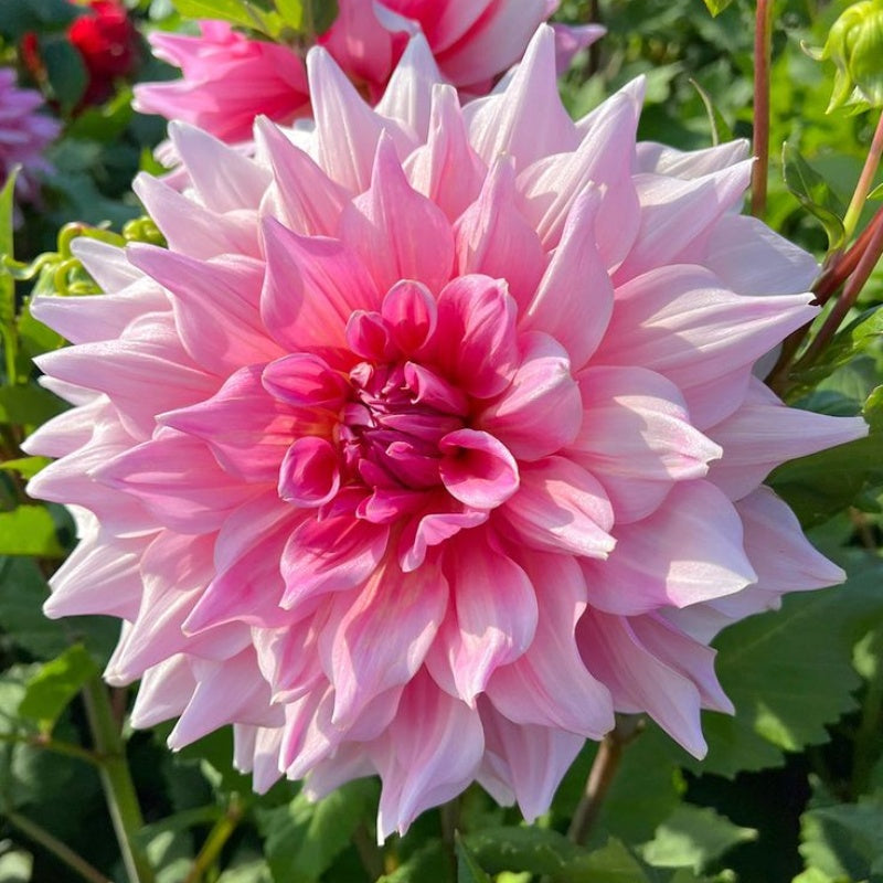 🌸Σπάνιες διπλές ντάλιες – μοναδικά λουλούδια που δεν βρίσκονται ποτέ σε συνηθισμένους κήπους-GR