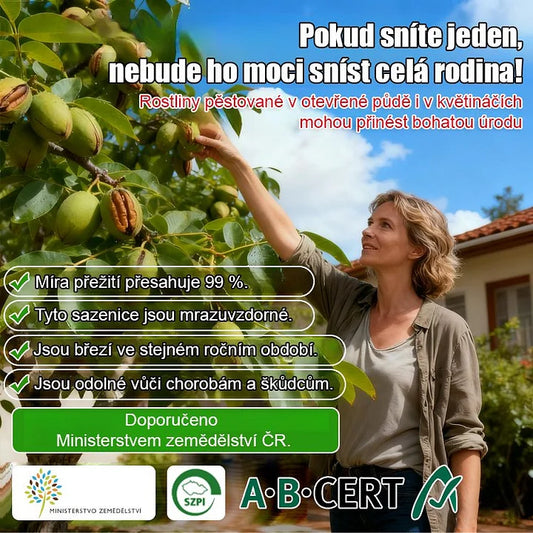 Americké importované sadenice pekanových orechov-SK