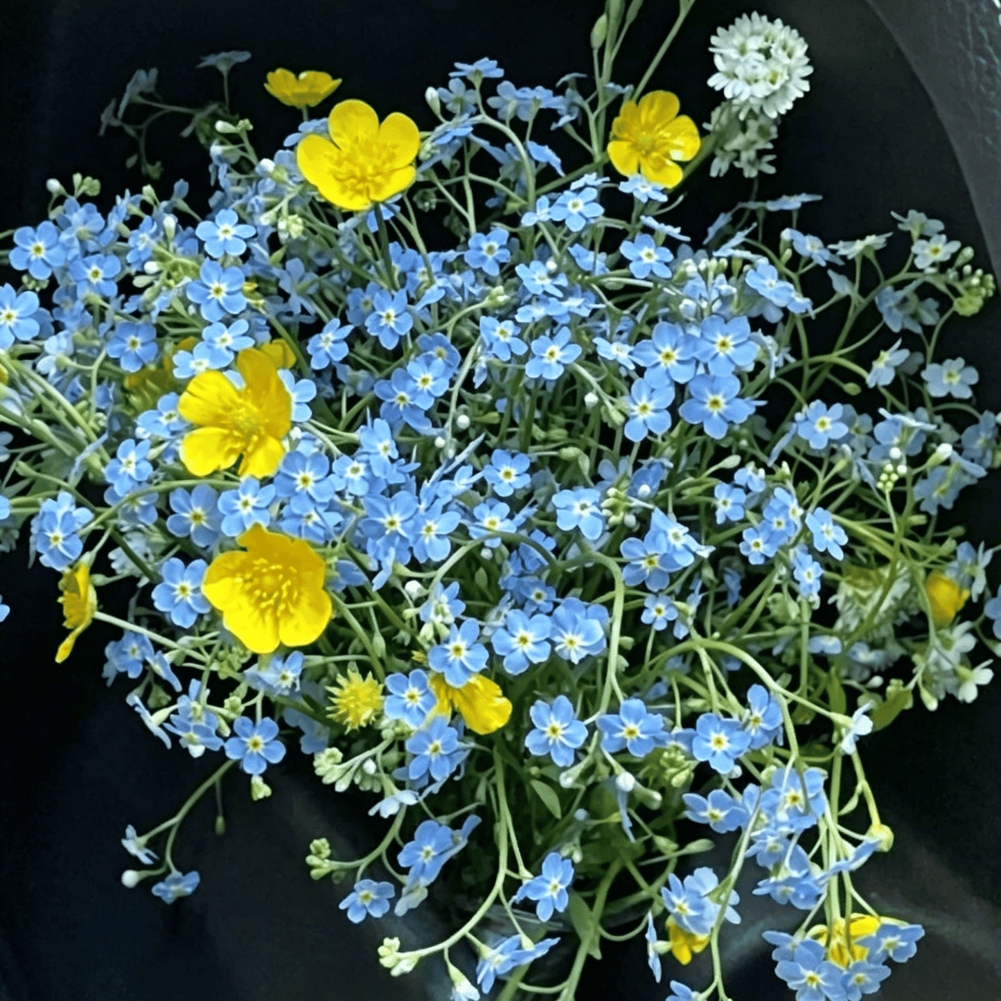 „Blue Memory Forget-Me-Not“ sėklos – patikrintos kokybės sodo žiedai 🌿💙-LT